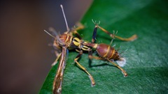 Ophiocordyceps humbertii