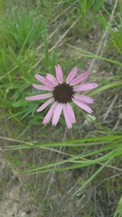 Echinacea tennesseensis