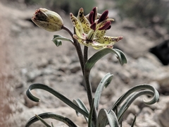 Fritillaria pinetorum