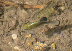 Cyprinodon nevadensis shoshone