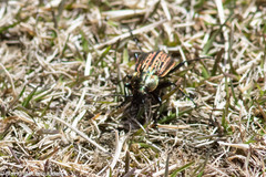 Carabus maeander