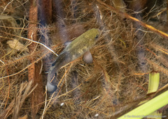 Cyprinodon nevadensis shoshone
