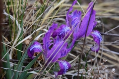 Iris tigridia