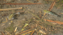 Cyprinodon nevadensis shoshone