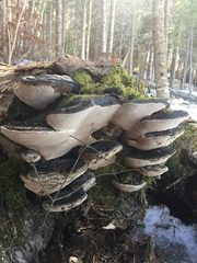 Phellinus nigricans