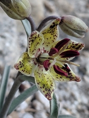 Fritillaria pinetorum