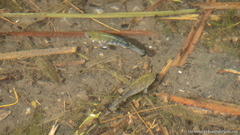Cyprinodon nevadensis shoshone