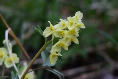 Corydalis bracteata