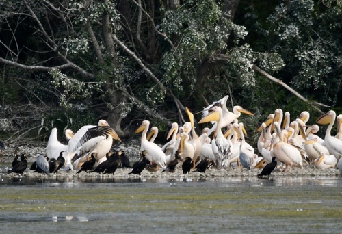 Great White Pelican