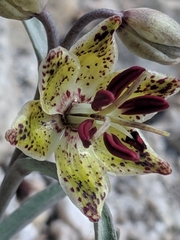 Fritillaria pinetorum