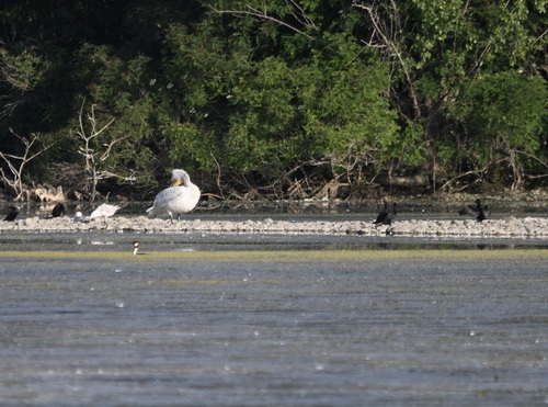 Dalmatian Pelican