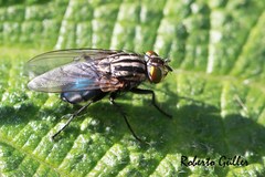 Sarconesia chlorogaster