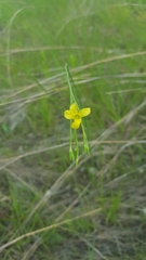 Linum sulcatum