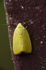 Earias