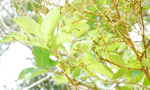 Nephelium lappaceum - Leaves