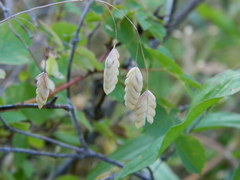 Bromus briziformis