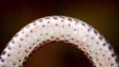 Coluber constrictor priapus image
