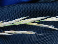 Bromus marginatus