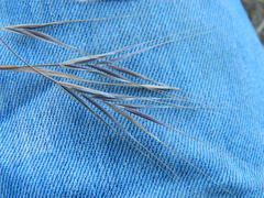 Bromus rigidus