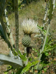 Cirsium brevifolium