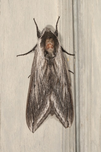 iNaturalist observation photo of Elegant Sphinx