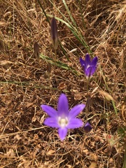 Brodiaea elegans