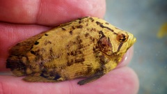 Lobotes surinamensis