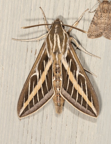iNaturalist observation photo of White-lined Sphinx