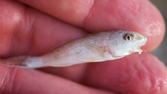 Menticirrhus
