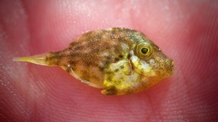 Stephanolepis hispida