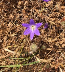 Brodiaea elegans