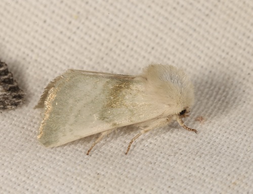 iNaturalist observation photo of Pale Nocloa