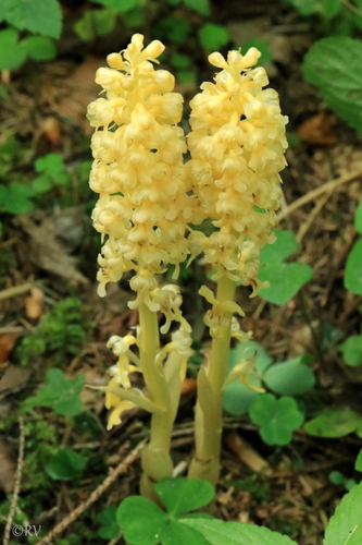 Neottia nidus-avis (L.) Rich.