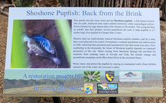 Cyprinodon nevadensis shoshone