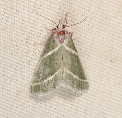 iNaturalist observation photo of Anemosella nevalis
