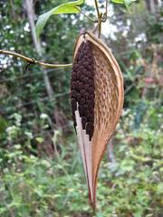 Oxypetalum harleyi