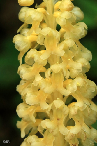 bird's-nest orchid