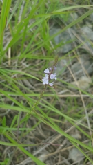 Verbena simplex
