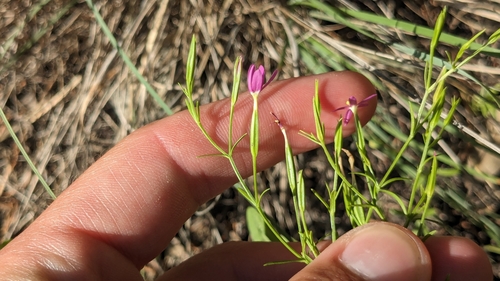 Image of Zeltnera texensis by (c) Joseph Aubert, some rights reserved (CC BY)