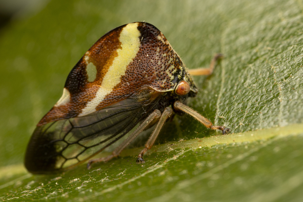 Camel Treehopper