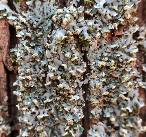 fyscia ružicovitá (Physcia dubia)