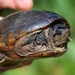 Florida Mud Turtle - Photo (c) Janson Jones, some rights reserved (CC BY-NC), uploaded by Janson Jones