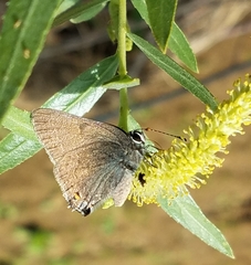Satyrium auretorum
