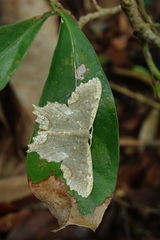 Maxates coelataria