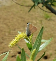 Satyrium auretorum
