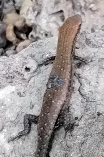 Slender Rainbow-skink, Carlia gracilis