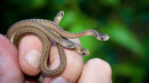 Florida Brownsnake