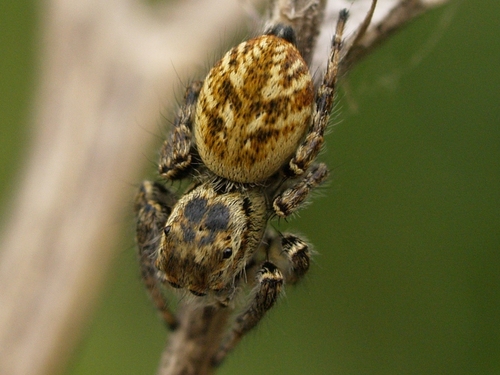 Carrhotus xanthogramma