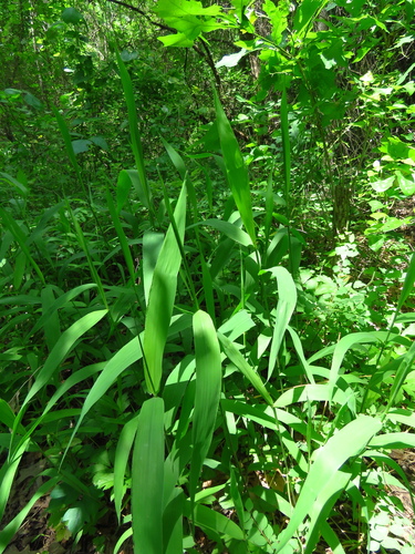 Ein weiteres Foto von Northern sea oats