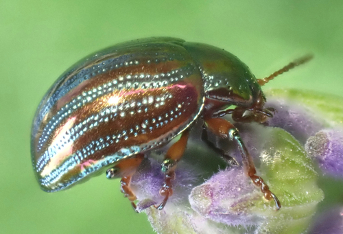 Rosemary beetle